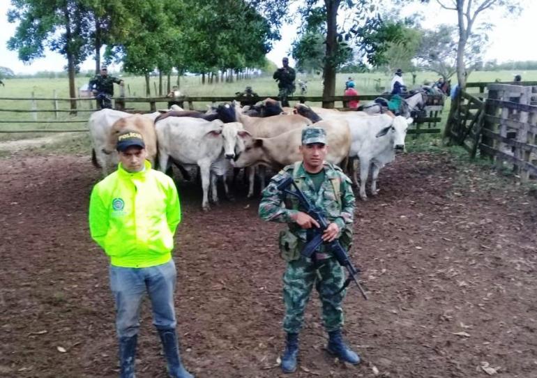Autoridades lograron la recuperación de ganado que había sido hurtado en el municipio de Orocué         
