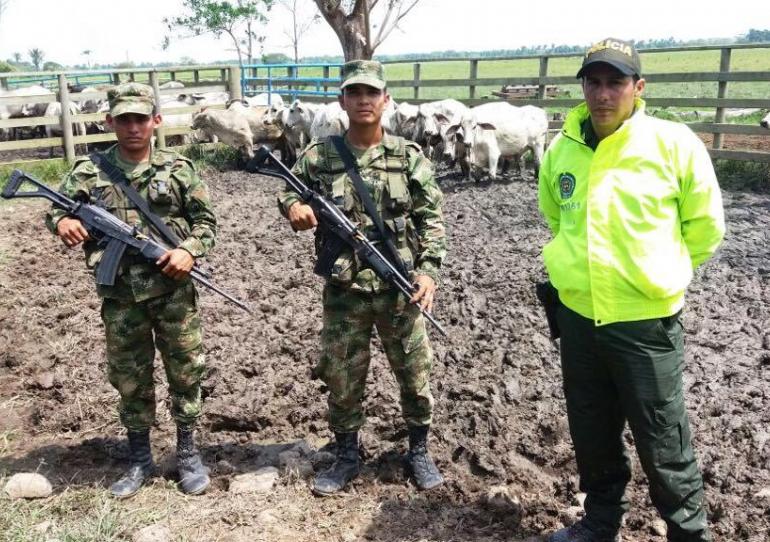 Autoridades lograron la recuperación de bovinos en los municipios de Trinidad y San Luis de Palenque