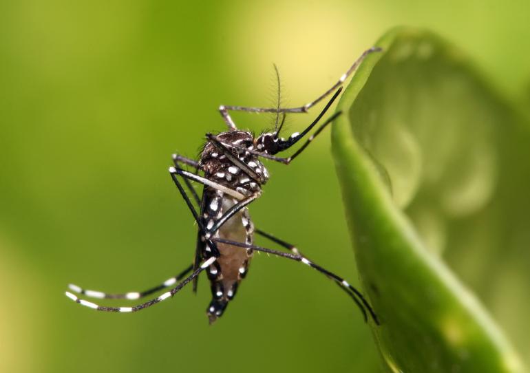 Secretaría de Salud departamental invita a Intensificar medidas preventivas, ante incremento de casos de dengue en Casanare