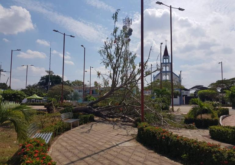 Por poco un árbol cae sobre dos personas que se encontraban en el parque principal de Hato Corozal 