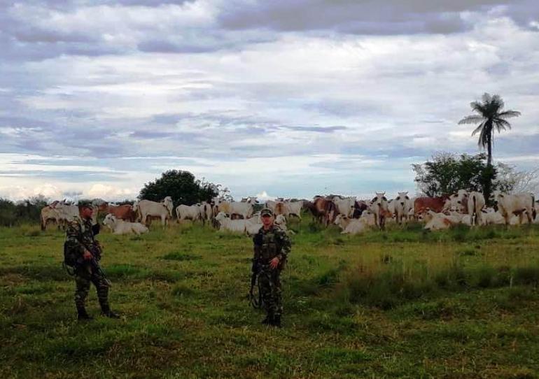 Ejército Nacional recuperó 276 reses que habían sido hurtadas en vereda de Paz de Ariporo         