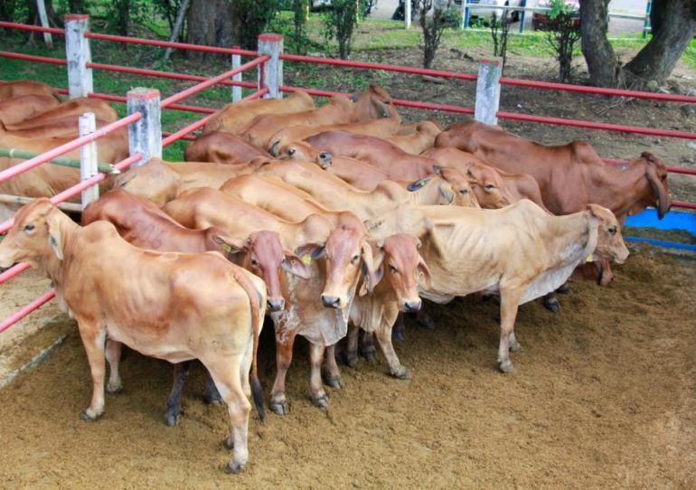 Comité regional de ganaderos presenta su postura frente a la construcción del frigorífico en Yopal
