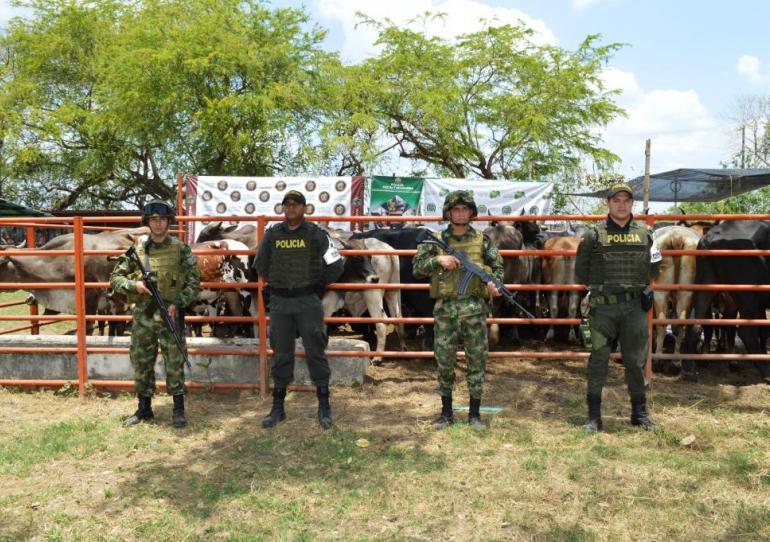En Arauca fueron recuperadas 114 cabezas de ganado que habían sido hurtadas