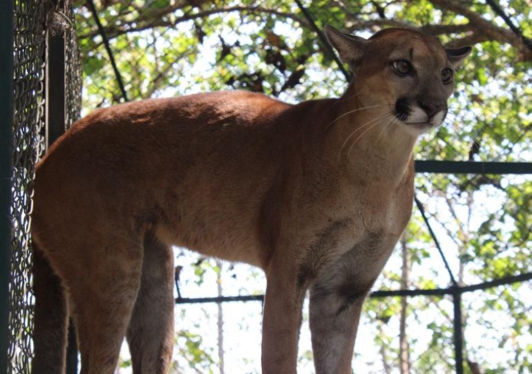 En óptimas condiciones se encuentra Puma rescatado por comunidad del corregimiento El Algarrobo de Orocué