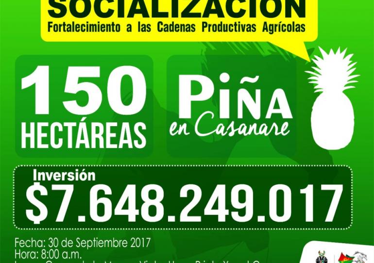 Gobernador de Casanare socializará este sábado  proyecto para la implementación de 150 hectáreas de piña en el Departamento
