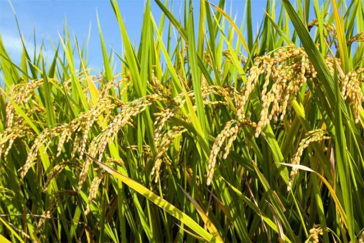 Fedearroz celebró los acuerdos logrados en el Consejo Nacional del Arroz para el pago del incentivo al almacenamiento