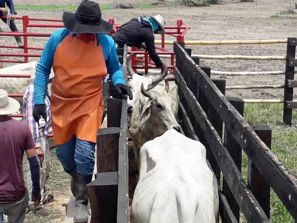 A la fecha se han vacunado 1.377.500 cabezas de ganado en Casanare en el desarrollo del Primer Ciclo de Vacunación