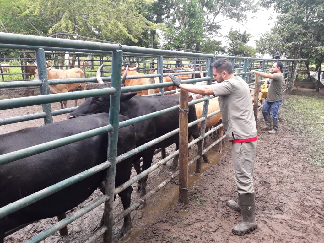 Cobertura del ciclo de vacunación bovina en Casanare fue del 99.6%