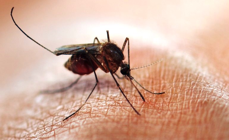 A pesar de la disminución de casos, Casanare sigue en epidemia por dengue