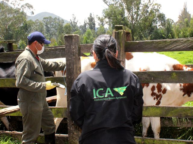 El ICA da recomendaciones para la vacunación contra la fiebre aftosa y la brucelosis bovina