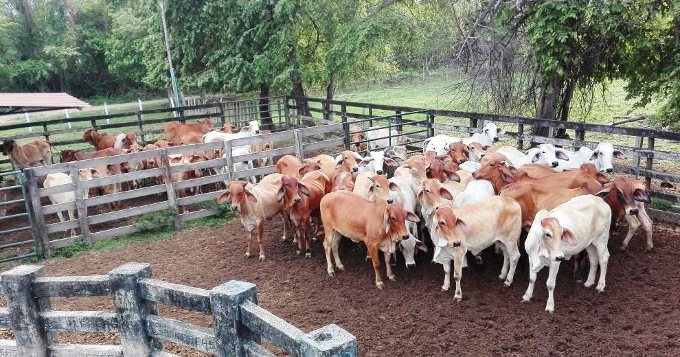 Ejército y Policía recuperaron ganado y maquinaria agrícola en el norte de Casanare
