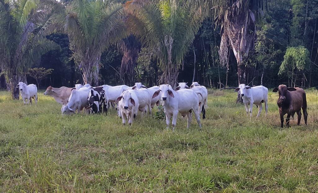 El ICA expedirá las Guías Sanitarias de Movilización de Animales a los departamentos del país ubicados en zonas de frontera
