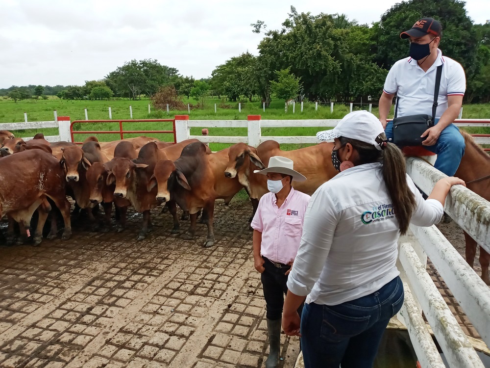 Comité regional de Ganaderos de Yopal trabaja en el mejoramiento y adaptación de la raza de ganado Brahman