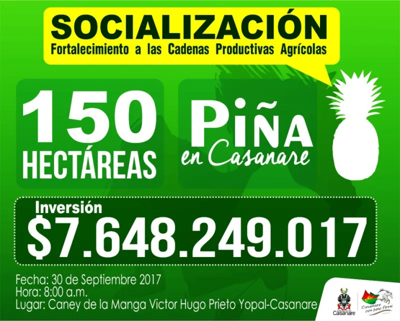 Gobernador de Casanare socializará este sábado  proyecto para la implementación de 150 hectáreas de piña en el Departamento