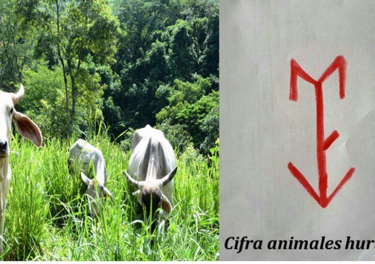 Autoridades adelantan operativos para rescatar ganado hurtado en jurisdicción de Hato Corozal