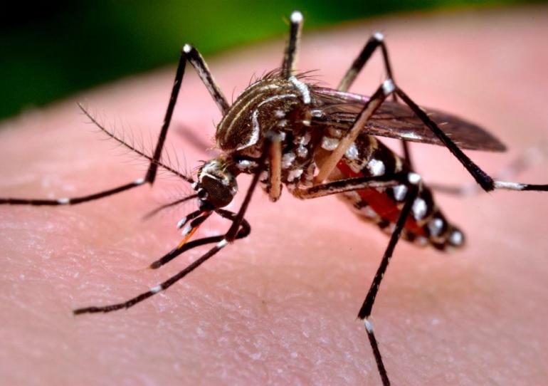 Alerta epidemiológica ante incremento de casos de Dengue en Casanare