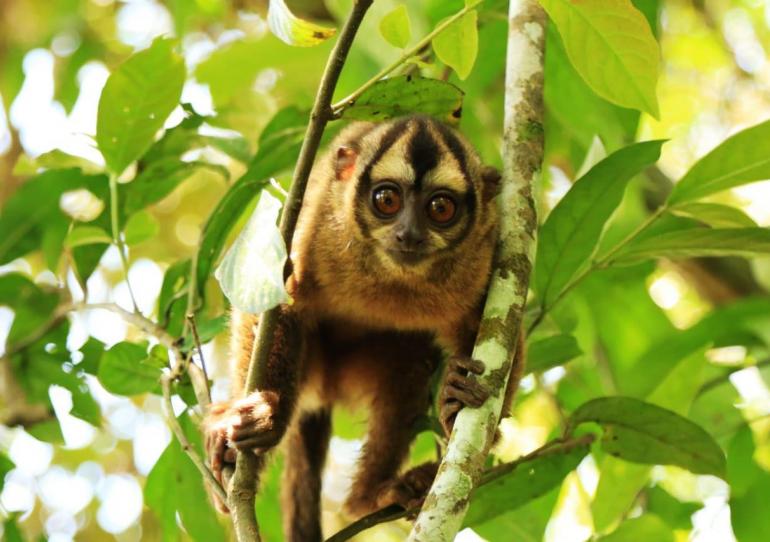 En el Meta 60 animales silvestres rehabilitados volvieron a la libertad