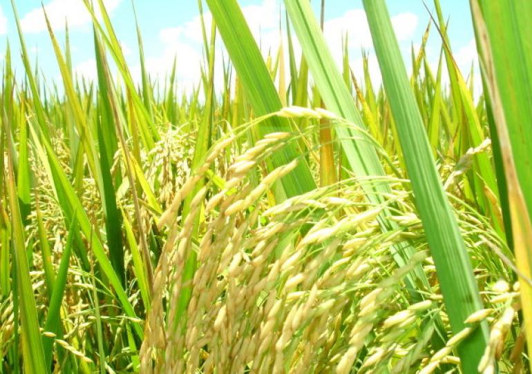Comienza en Villavicencio, Meta y Yopal, la socialización del Plan de Ordenamiento de la Producción de Arroz