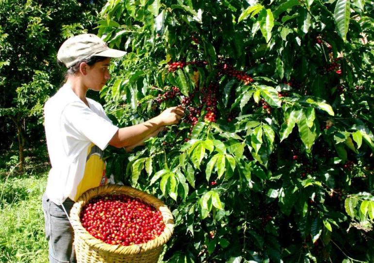 Banco Agrario anuncia medidas para apoyar a los productores cafeteros