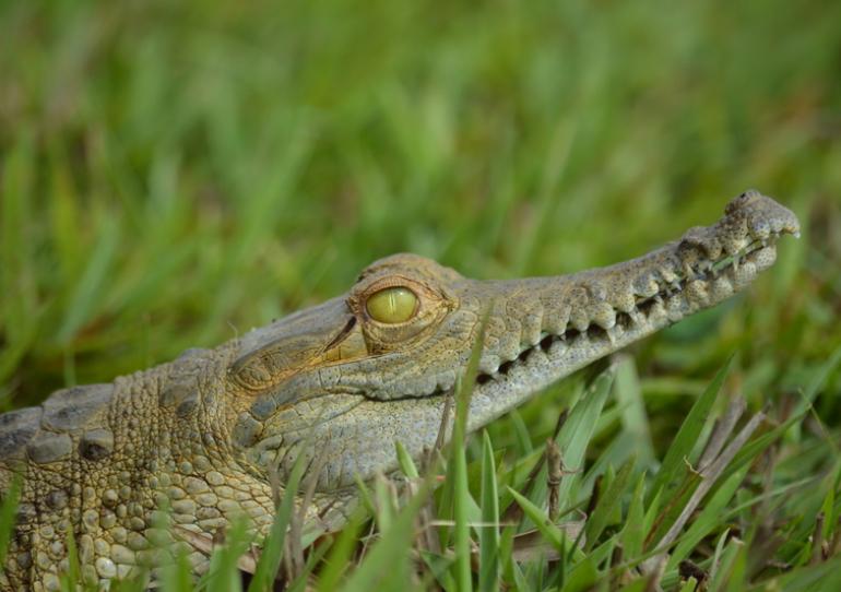 El Caimán Llanero una de las especies silvestres más liberadas a su hábitat en Casanare