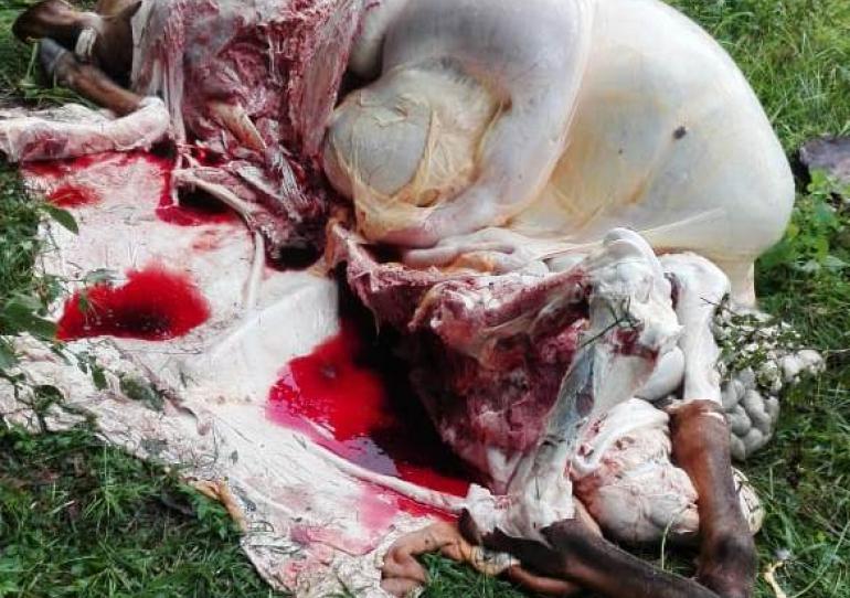 Finqueros cercanos al casco urbano de Paz de Ariporo siguen siendo víctimas del carneo