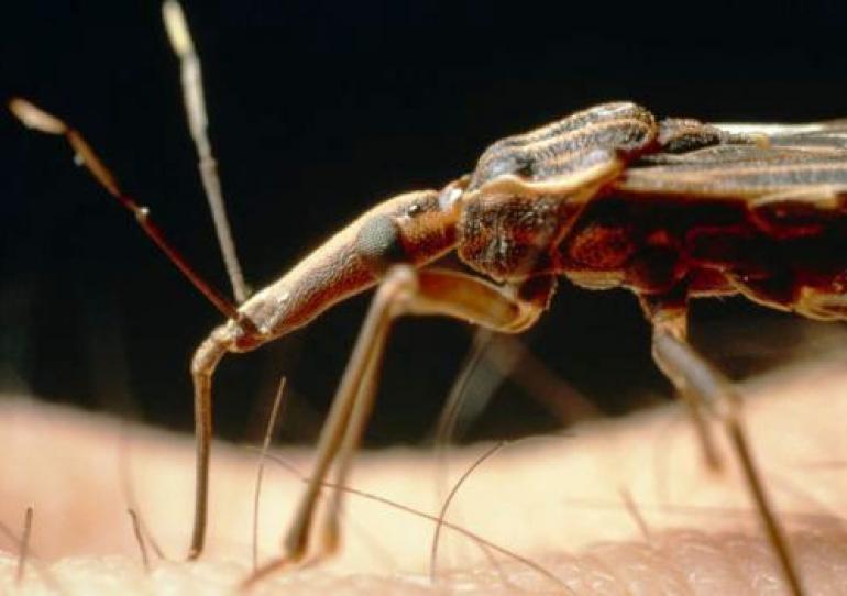 Este sábado 14 de abril se conmemora el Día Internacional de la Lucha contra la enfermedad de Chagas