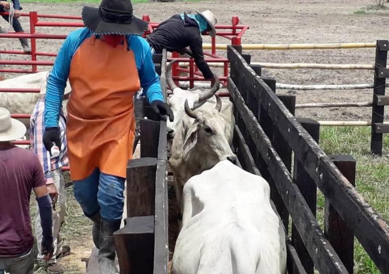 A la fecha se han vacunado 1.377.500 cabezas de ganado en Casanare en el desarrollo del Primer Ciclo de Vacunación