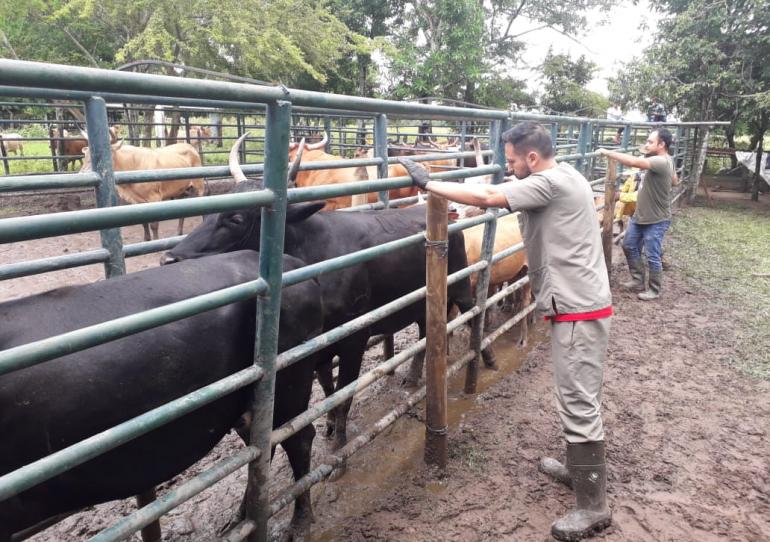 Cobertura del ciclo de vacunación bovina en Casanare fue del 99.6%