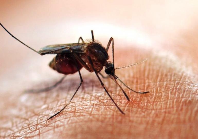 A pesar de la disminución de casos, Casanare sigue en epidemia por dengue 