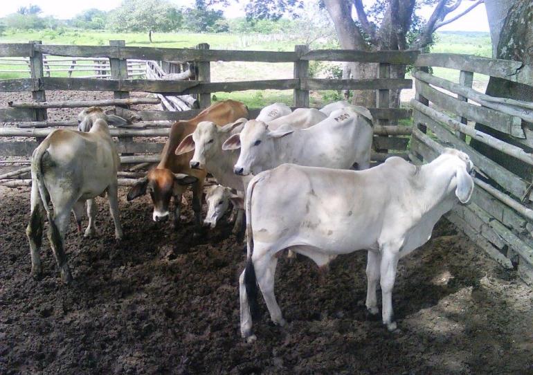 Inició el primer ciclo de vacunación contra la fiebre aftosa y la brucelosis bovina en todo el país