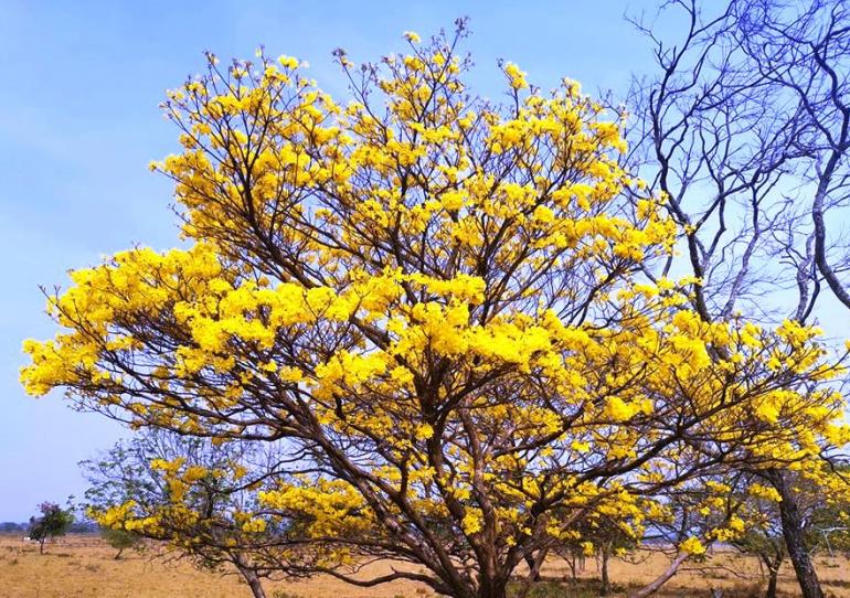 Fueron sembrados 500 plántulas de flor amarillo en el parque lineal en Paz de Ariporo