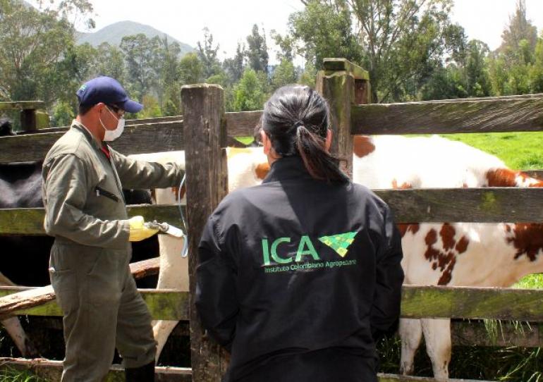 El ICA da recomendaciones para la vacunación contra la fiebre aftosa y la brucelosis bovina