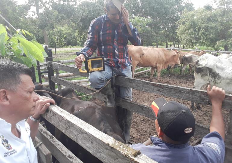 Biotecnología reproductiva está dando grandes resultados en la ganadería casanareña