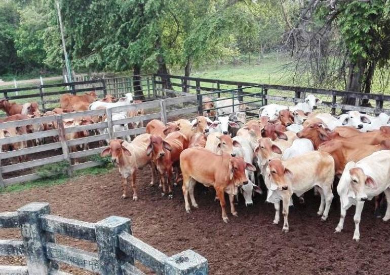Ejército y Policía recuperaron ganado y maquinaria agrícola en el norte de Casanare