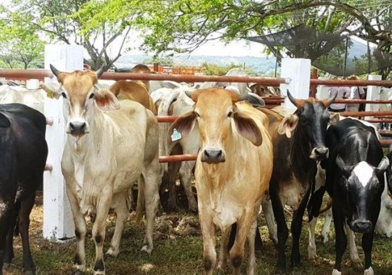 A partir del 2 de mayo inicia el segundo ciclo de vacunación contra la fiebre aftosa y la brucelosis bovina