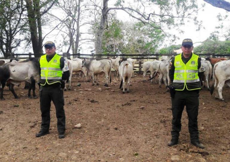 La Policía Fiscal y Aduanera lucha para mitigar el ingreso de ganado de contrabando