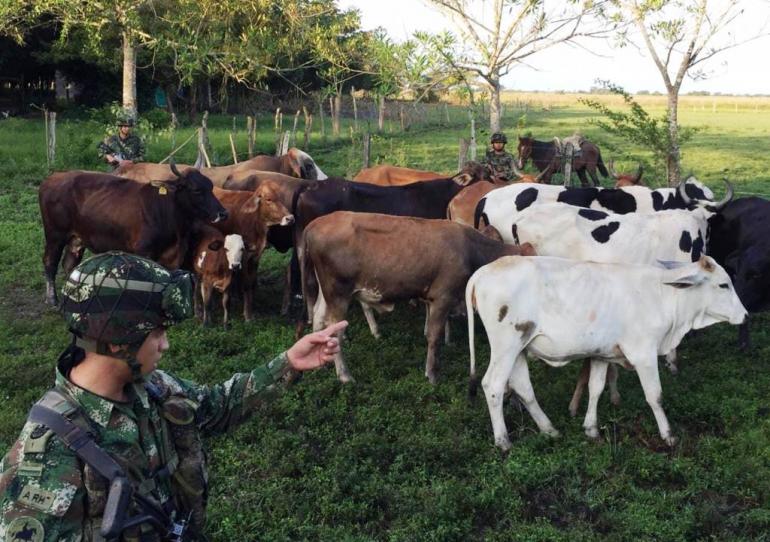 Ejército Nacional ha logrado en las últimas semanas recuperar e incautar más de 300 semovientes en Arauca