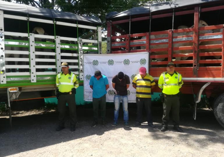 Tres sujetos que habían robado 30 bovinos en el municipio de Pore fueron capturados en las últimas horas 