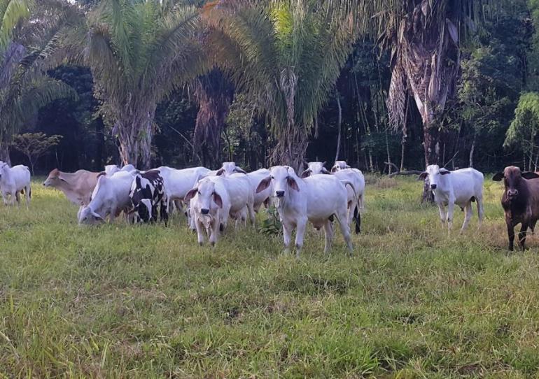 El ICA expedirá las Guías Sanitarias de Movilización de Animales a los departamentos del país ubicados en zonas de frontera