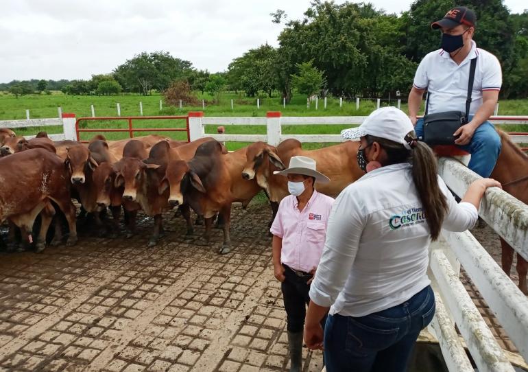Comité regional de Ganaderos de Yopal trabaja en el mejoramiento y adaptación de la raza de ganado Brahman 