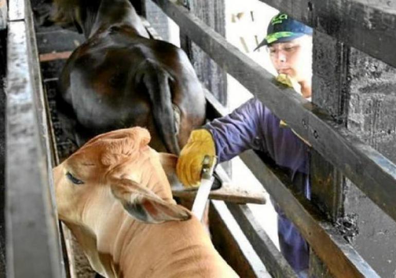 Inicia primer ciclo de vacunación contra la fiebre aftosa y la brucelosis bovina de 2019