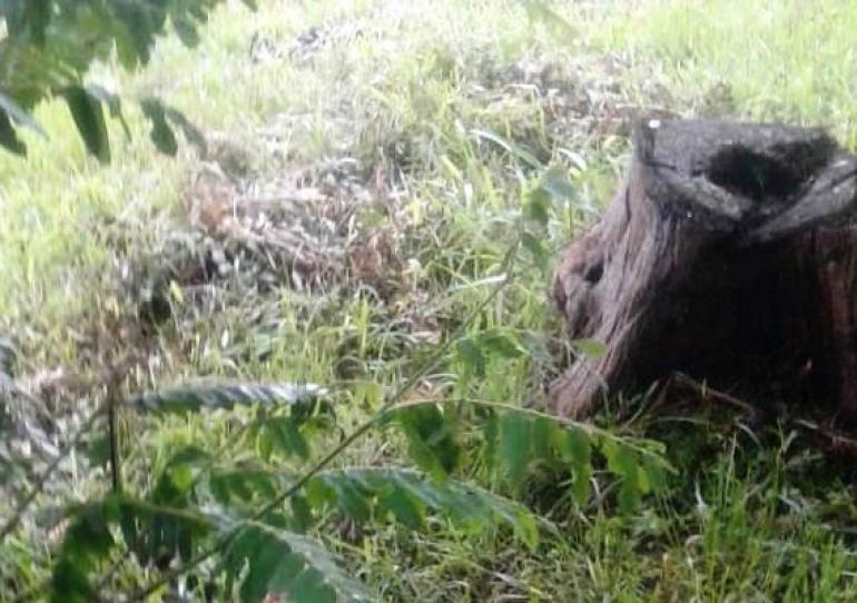 Autoridades investigación muerte de un hombre que habría fallecido en un lote a las afueras del casco urbano de Paz de Ariporo