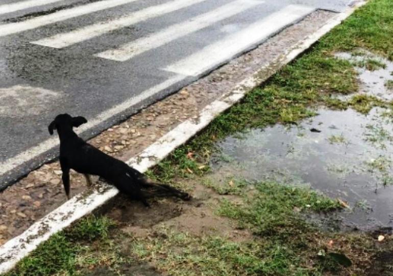 Fue condenado expendedor de carne que apuñaló perro en Paz de Ariporo