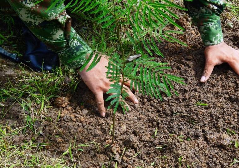 Con siembra de árboles Ejercito Nacional conmemoró el Día Mundial del Medio Ambiente en Casanare                             
