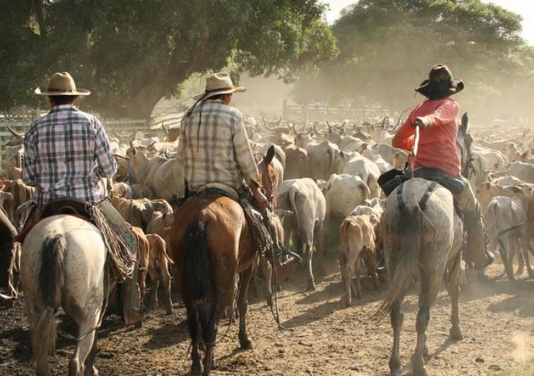 Unesco pide proteger los cantos de vaquería de los llanos de Colombia y Venezuela