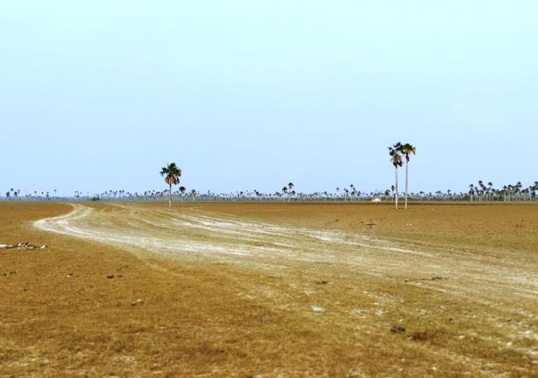 Banco Agrario apoyará a productores afectados por el intenso verano en los Llanos Orientales y la Costa