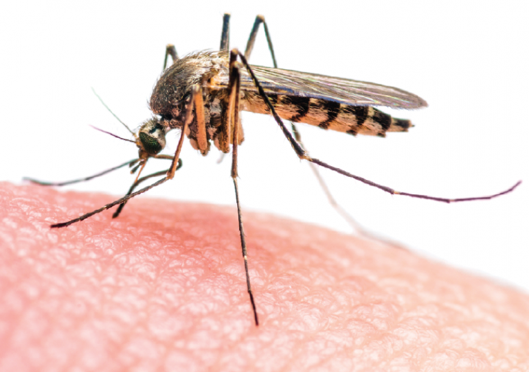 Según el más reciente reporte epidemiológico se incrementan casos de dengue en Casanare