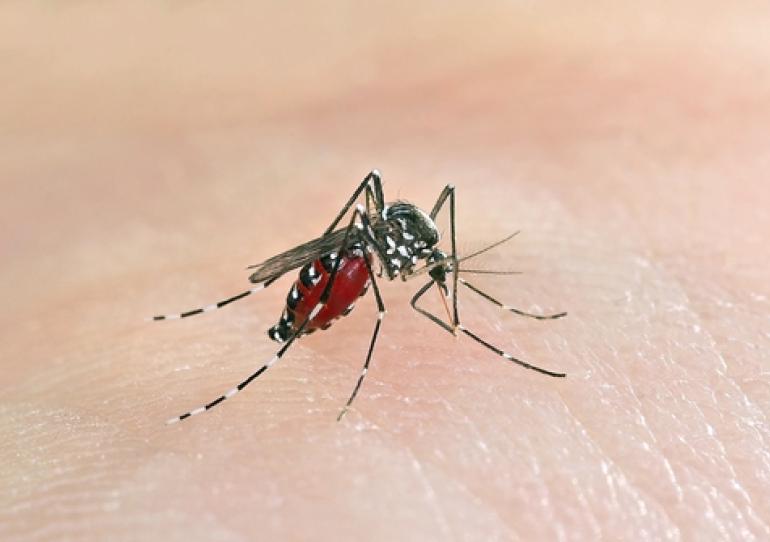 En Casanare varios municipios se encuentran en epidemia por incremento de casos de dengue