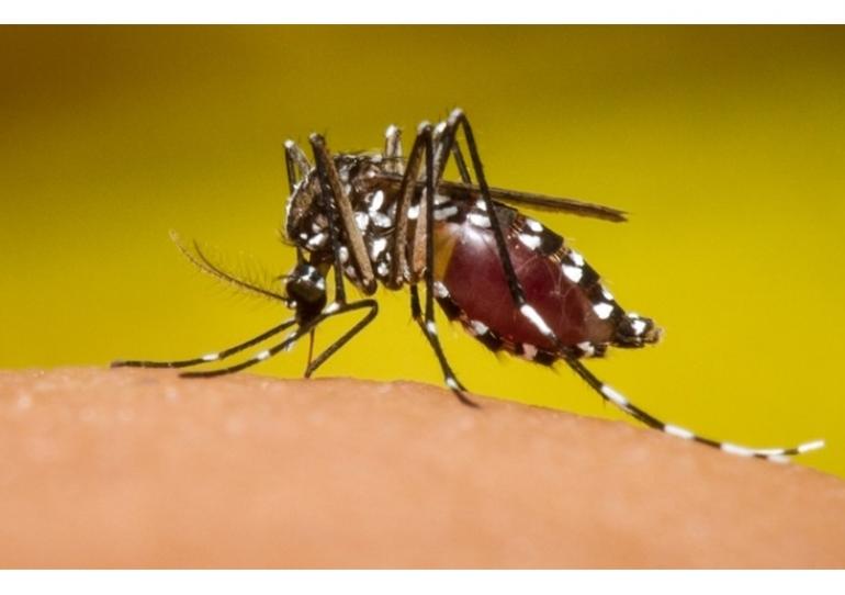 Reporte epidemiológico de dengue asciende a 5.156 casos en Casanare durante 2019